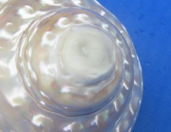 White Pearlized Wavy Turban Astrea Undosa Shells (3.5"-4") - 3 @ $6.40 each; 6 @ $5.80 each