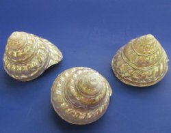 White Pearlized Wavy Turban Astrea Undosa Shells 3 to 3-3/4 inches - 4 @ $6.50 each