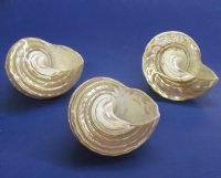 White Pearlized Wavy Turban Astrea Undosa Shells 3 to 3-3/4 inches - 4 @ $6.50 each