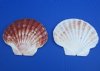 4 to 4-3/4 inches Irish Flats Great Scallop Shells <font color=red> Wholesale</font> - Case of 400 @ .45 each