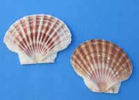 4 to 4-3/4 inches Irish Flats Great Scallop Shells <font color=red> Wholesale</font> - Case of 400 @ .45 each