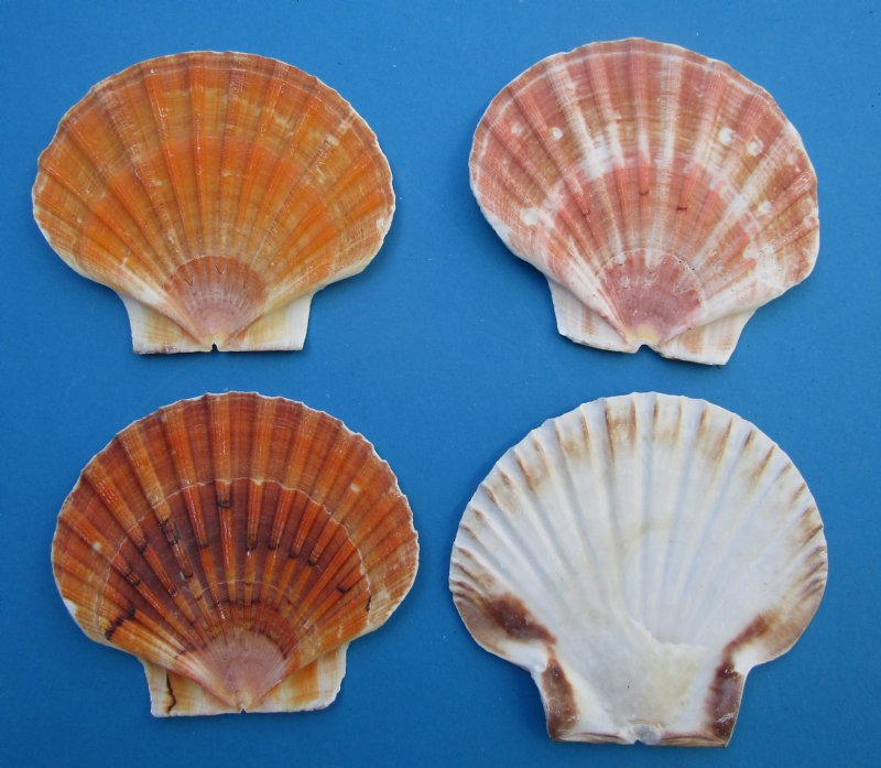 3 to 4 inches Irish Flats Great Scallop Shells - 25 @ .80 each; 100 @ .64  each