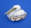 2-3/4 to 3-1/4 inches Painted Tiger Cowrie Pelican Novelty for Sale - Pack of 5 @ $2.95 each; Box of 25 @ $2.45 each