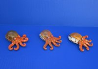 3-1/2 inches Painted Tiger Cowrie Octopus Novelty - 12 @ $4 each