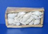 8 by 4 inches Rectangular Driftwood Gift Box filled with Assorted White Seashells-  Pack of  1 @ $9.50 each; Pack of 3 @ $8.55 each