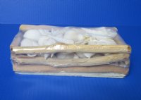 8 by 4 inches Rectangular Driftwood Gift Box filled with Assorted White Seashells-  2 @ $8.00 each