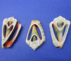 1-1/2 to 2 inches Center Cut Strawberry Conch, Strawberry Luhuanus Shells <font color=red> Wholesale</font> - 500 @ .19 each