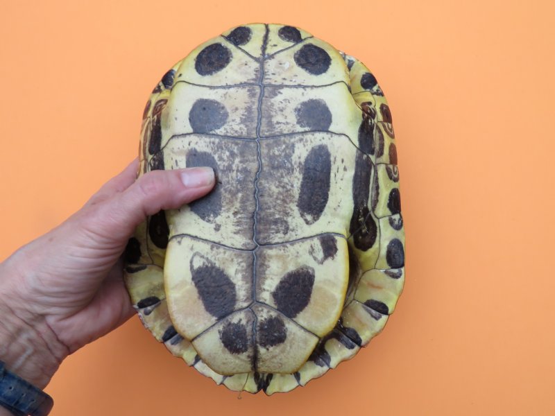 81/2 inches long Empty Turtle Shell of a Red Eared Slider Turtle 17