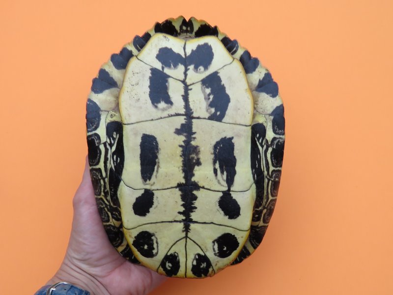 7 inches Empty Turtle Shell for Sale from a Red Eared Slider Turtle