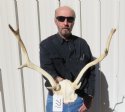 Fallow Deer Skulls with Horns