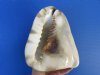 7 by 5-3/4 inches King Helmet Seashell for Sale, a rich brown triangle shaped shell - you are buying the hand picked one pictured for $16.99