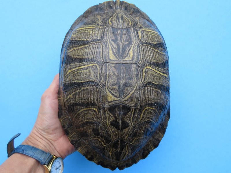 red eared slider for sale