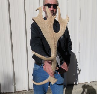 Fallow Deer Antlers