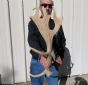 Fallow Deer Antlers