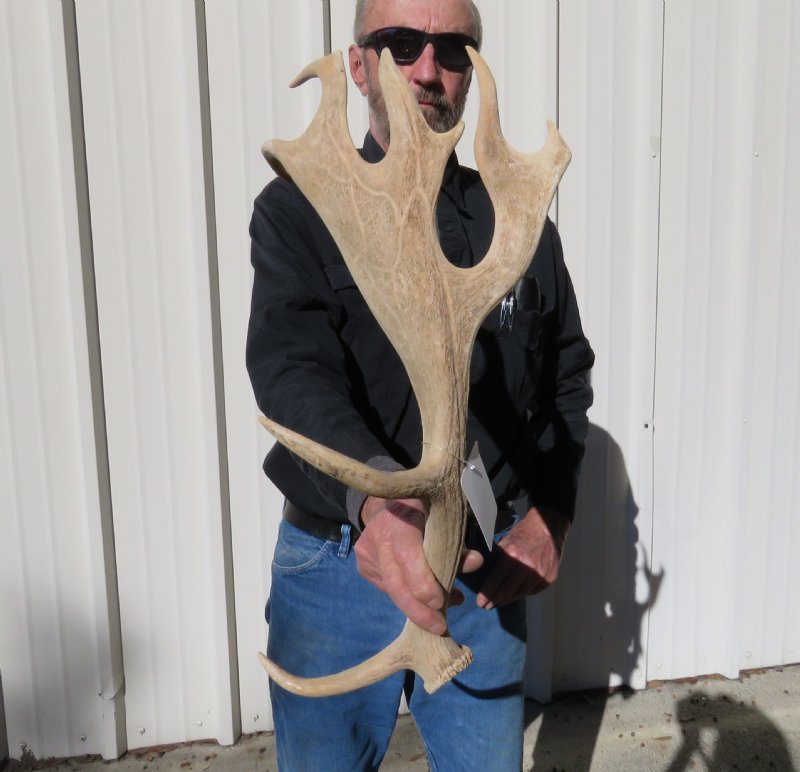 16 inches tall Fallow Deer Antler for Sale you are buying this one