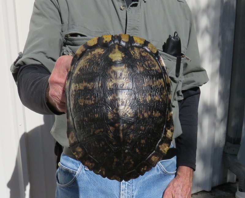 red eared slider turtle toys