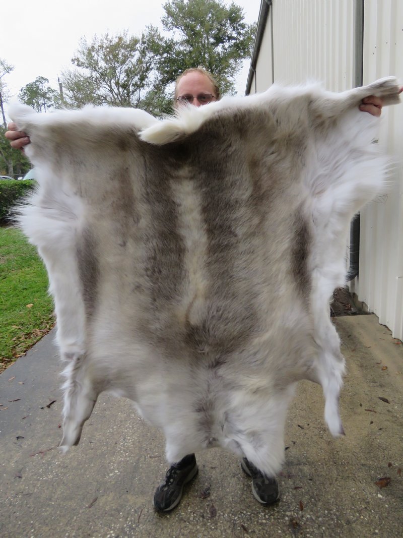 42 by 40 inches Soft Tanned Reindeer Hide for Sale for 139.99