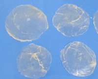 2 to 3-1/2 inches Rough Cut Capiz Shells with Natural Rough Jagged Edges Case of 20 kilos @ $3.90 a kilo