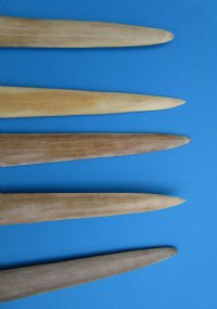 27 to 30-3/4 inches Real Swordfish Bills <font color=red> Wholesale</font> Buffed to a Light Shine with epoxy filler - Pack of 3 @ $40.00 each; 
