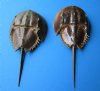 2 Sun Dried Molted Horseshoe Crabs for Sale 9-1/2 and 10-1/8 inches long - Buy these for $14.00 each