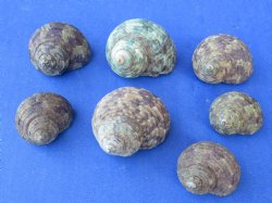 Green Turbo Stenogy...
