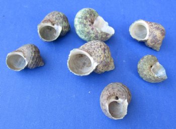 Green Turbo Stenogyrus Shells for Sale in Bulk - Box: 20 kilos @ $2.65 a kilo