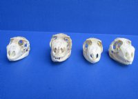 1-1/2 to 2 inches Green Iguana Skulls<font color=red> Wholesale</font>,  - 4 @ $29.00 each; 6 @ $26.00 each