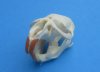 2-1/4 to 2-3/4 inches <font color=red>Wholesale</font>  North American Muskrat Skull for Sale - Pack of 7 @  $14.00 each