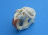 Muskrat Skulls <font color=red> Wholesale</font> 2-1/4 to 2-3/4 inches - 7 @  $14.00 each