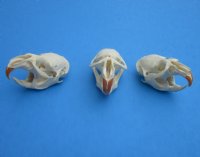 Muskrat Skulls <font color=red> Wholesale</font> 2-1/4 to 2-3/4 inches - 7 @  $14.00 each