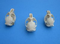 Muskrat Skulls <font color=red> Wholesale</font> 2-1/4 to 2-3/4 inches - 7 @  $14.00 each