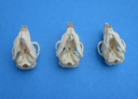 Muskrat Skulls <font color=red> Wholesale</font> 2-1/4 to 2-3/4 inches - 7 @  $14.00 each