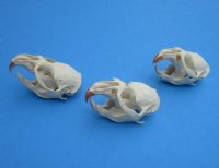 Muskrat Skulls <font color=red> Wholesale</font> 2-1/4 to 2-3/4 inches - 7 @  $14.00 each