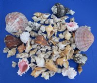 10 Pounds of Assorted Seashells for Gardens and Landscaping - 3 bags @ $16.80 a bag