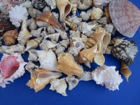 10 Pounds of Assorted Seashells for Gardens and Landscaping for $19.20