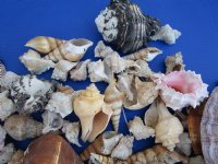 10 Pounds of Assorted Seashells for Gardens and Landscaping - 3 bags @ $16.80 a bag