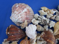 10 Pounds of Assorted Seashells for Gardens and Landscaping - 3 bags @ $16.80 a bag