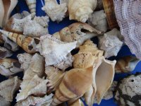 10 Pounds of Assorted Seashells for Gardens and Landscaping for $19.20