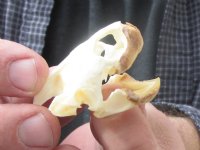 1-7/8 inches Turtle Skull for Sale from a river cooter for $22.99