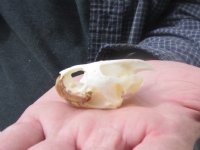 1-7/8 inches Turtle Skull for Sale from a river cooter for $22.99