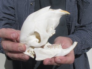 Porcupine Skulls, Cape Porcupine Skulls