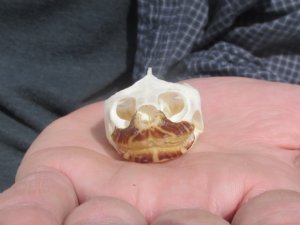 Turtle Skulls
