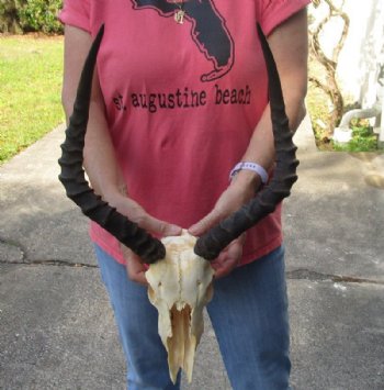 African Impala Skull and Horns <font color=red> Grade B Wholesale</font> with Horns 18 to 21 inches - $89.99 each