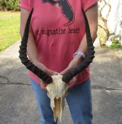 African Impala Skul...