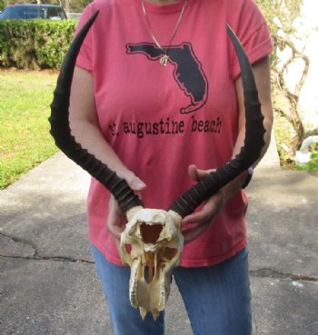 African Impala Skull and Horns <font color=red> Grade B Wholesale</font> with Horns 18 to 21 inches - $89.99 each