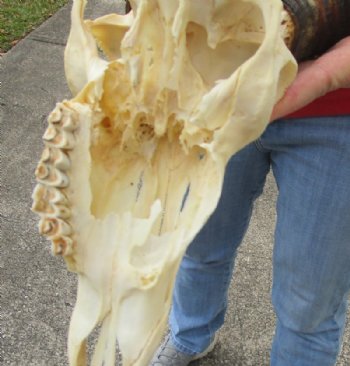 African Impala Skull and Horns <font color=red> Grade B Wholesale</font> with Horns 18 to 21 inches - $89.99 each