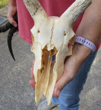 African Impala Skull and Horns <font color=red> Grade B Wholesale</font> with Horns 18 to 21 inches - $89.99 each