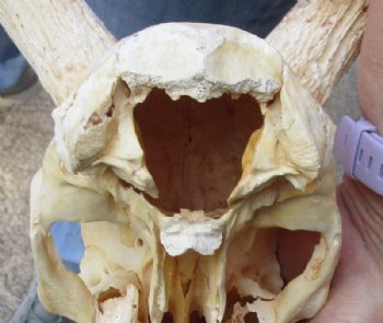 African Impala Skull and Horns <font color=red> Grade B Wholesale</font> with Horns 18 to 21 inches - $89.99 each