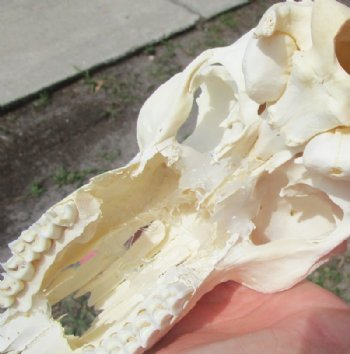 African Impala Skull and Horns <font color=red> Grade B Wholesale</font> with Horns 18 to 21 inches - $89.99 each
