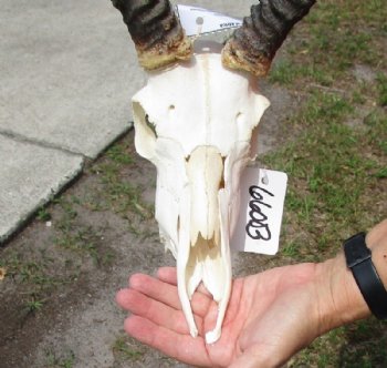 African Impala Skull and Horns <font color=red> Grade B Wholesale</font> with Horns 18 to 21 inches - $89.99 each
